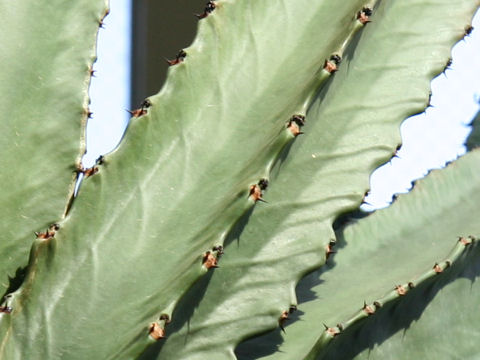 Euphorbia ingens