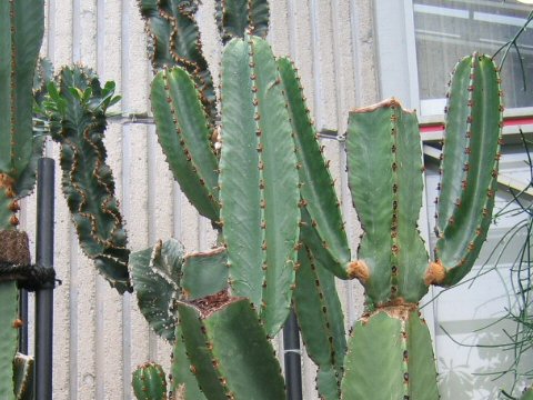 Euphorbia ingens