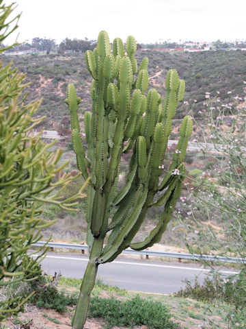 Euphorbia ingens