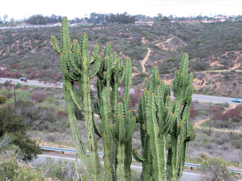 Euphorbia ingens