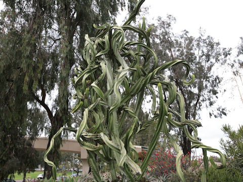 Euphorbia ingens