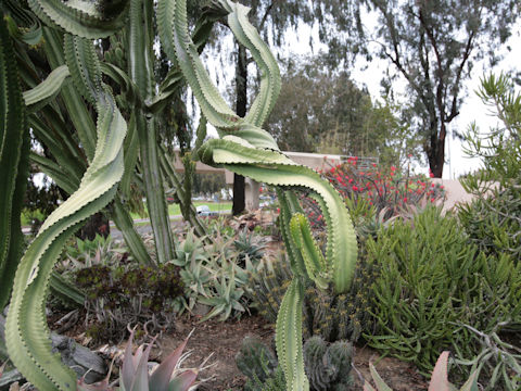 Euphorbia ingens