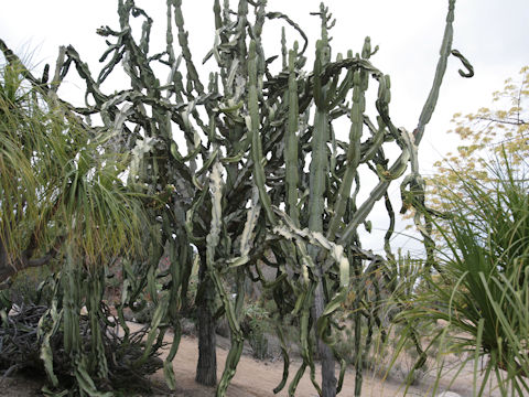 Euphorbia ingens