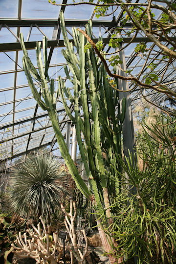 Euphorbia ingens