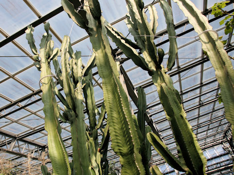 Euphorbia ingens