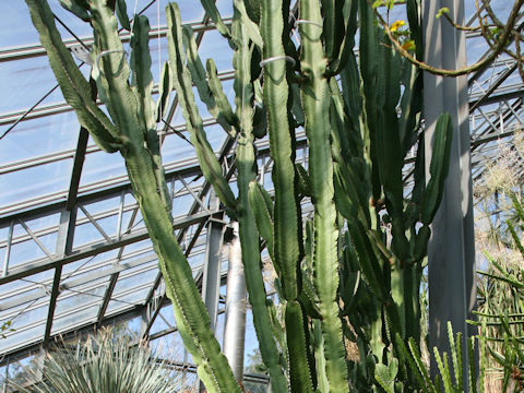 Euphorbia ingens