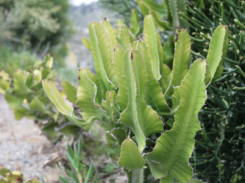 Euphorbia lactea