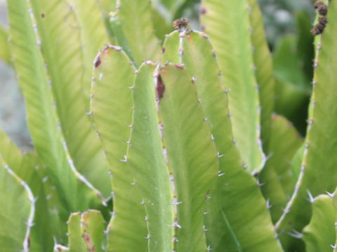 Euphorbia lactea