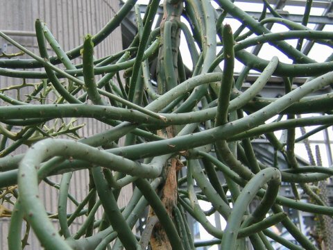Euphorbia leucodendron