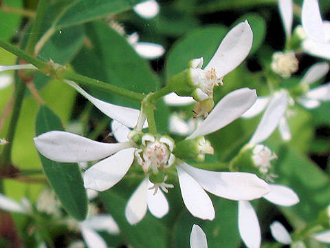 Euphorbia leucocephala
