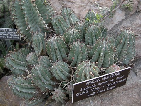 Euphorbia horrida var. major