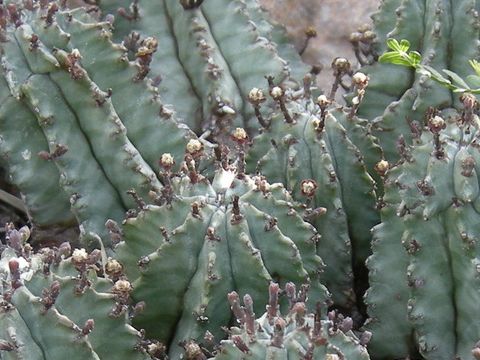 Euphorbia horrida var. major