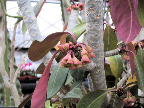 Euphorbia millotii