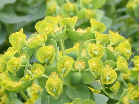 Euphorbia myrsinites