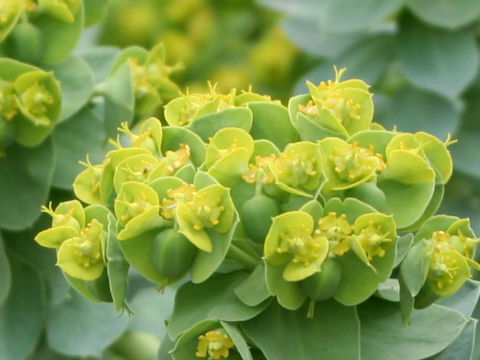 Euphorbia myrsinites