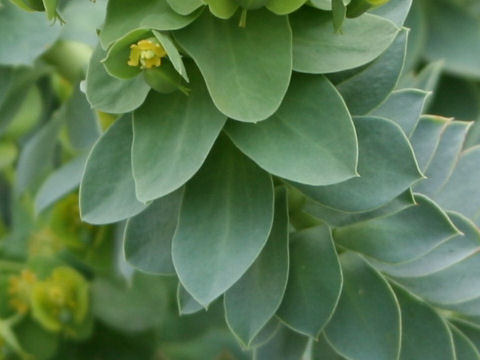 Euphorbia myrsinites