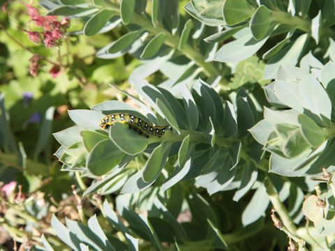 Euphorbia myrsinites