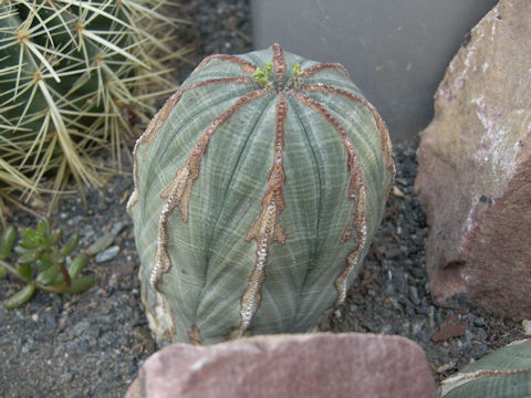 Euphorbia obesa