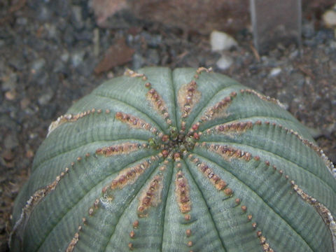 Euphorbia obesa