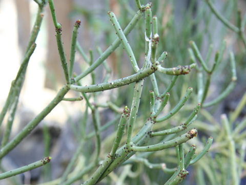 Euphorbia oncoclada