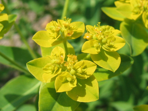 Euphorbia palustris