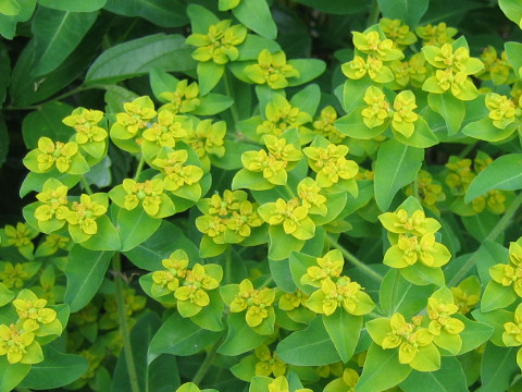Euphorbia palustris