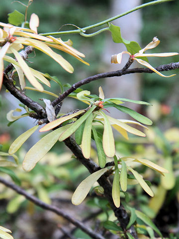 Euphorbia pedilanthoides