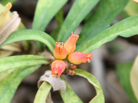 Euphorbia pedilanthoides