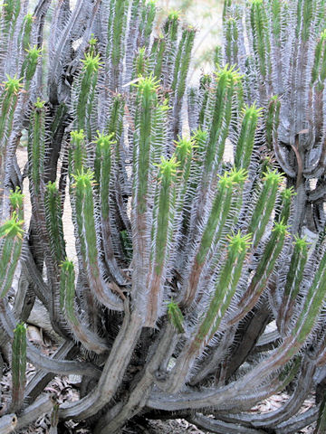 Euphorbia polyacantha