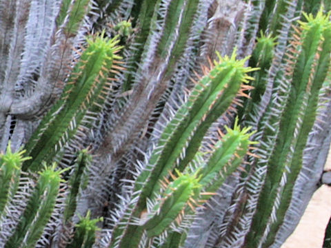 Euphorbia polyacantha