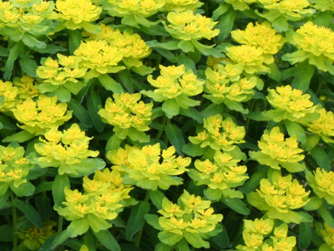 Euphorbia polychroma