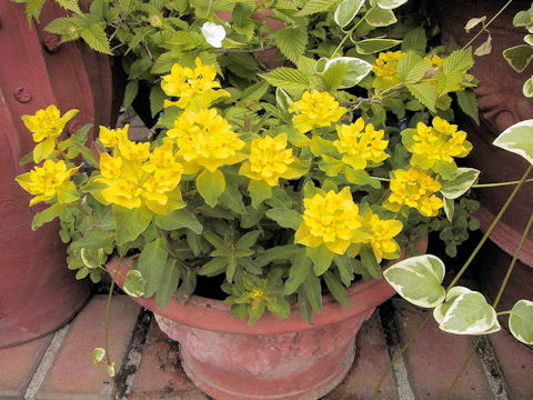 Euphorbia polychroma