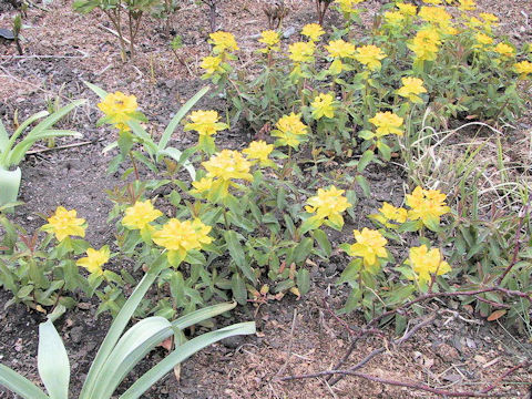 Euphorbia polychroma