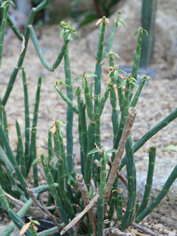 Euphorbia pteroneura