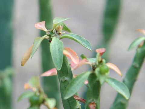 Euphorbia pteroneura