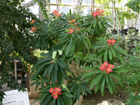 Euphorbia punicea