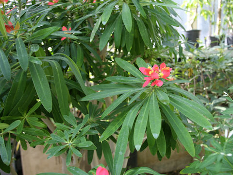 Euphorbia punicea