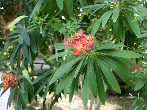 Euphorbia punicea