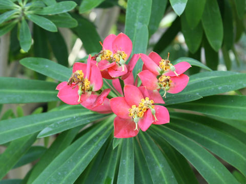 Euphorbia punicea