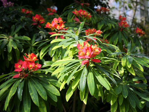 Euphorbia punicea