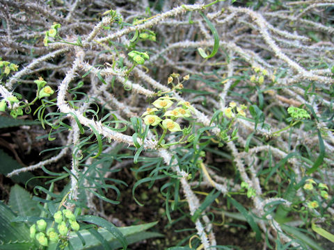 Euphorbia rossii