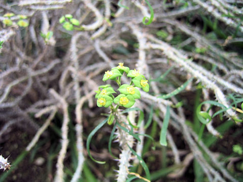 Euphorbia rossii