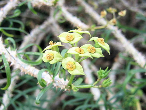 Euphorbia rossii