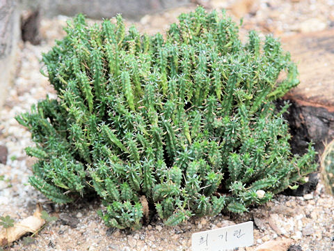 Euphorbia submammillaris