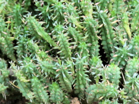 Euphorbia submammillaris