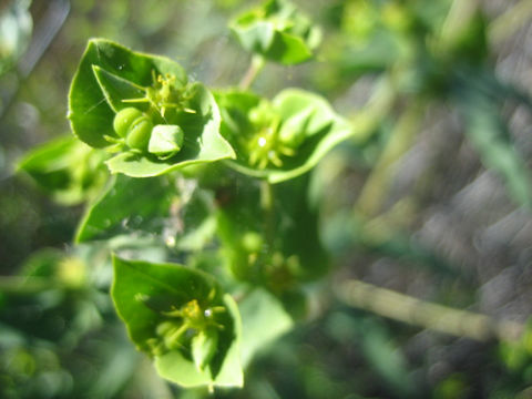 Euphorbia terracina