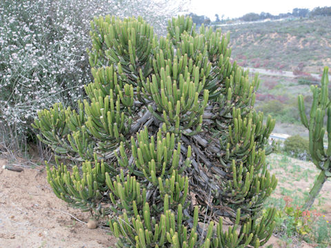 Euphorbia tetragona