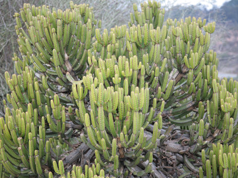 Euphorbia tetragona