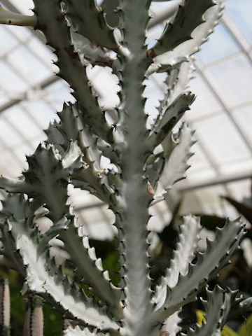 Euphorbia lactea cv. White Ghost