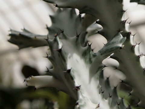 Euphorbia lactea cv. White Ghost